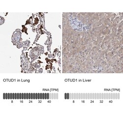 OTUD1 Antibody, Novus Biologicals 25 &mu;L | Buy Online | Novus Biologicals | Fisher Scientific